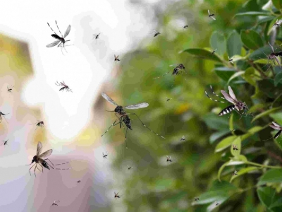 Bassin de jardin et moustiques : comment éviter leur prolifération naturellement