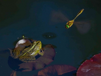 Créer un bassin pour attirer la faune locale : libellules, grenouilles, oiseaux…