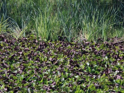 Quelles plantes choisir pour filtrer naturellement votre bassin de jardin ?
